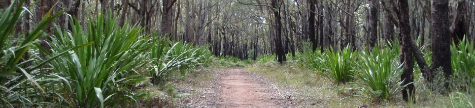 post-fire grove, Dharawal State Conservation area
