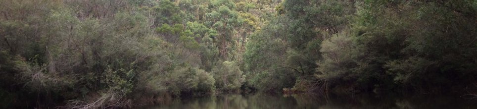 Stokes Creek, Dharawal National Park.