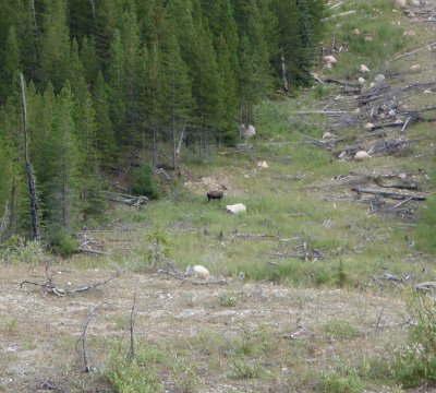 spotted my first Moose!