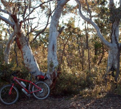 Near where i spotted the Wallaby, Dharawal