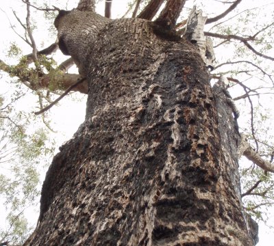 random tree, Dharawal State Conservation area