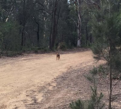 Dingo!